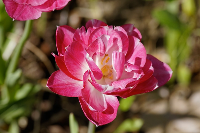 Jardin des Impressionnistes-027